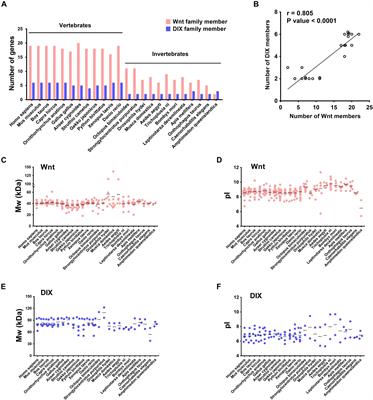 Whole Genome Level Analysis of the Wnt and DIX Gene Families in Mice and Their Coordination Relationship in Regulating Cardiac Hypertrophy